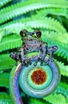 Tree Frog - Papua New Guinea