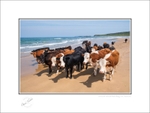 2020-325C Cows on White Park Beach Co Antrim