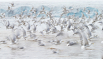 Flock of life