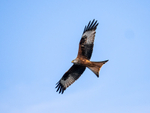 Red Kite