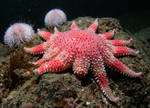 Crossaster papposus