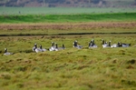 Barnacle Geese