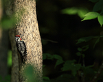 Yellow-bellied Sapsucker portfolio