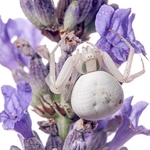 crab spider (Misumena vatia) on lavender. MYN