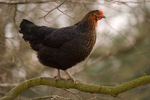 Tree Climbing Chicken