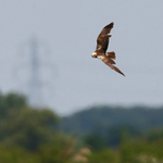 Marsh Harrier (female) banking steeply at Otmoor