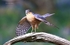 Sparrowhawk
