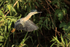 Striated Heron (adult) crest raised, takes off, Mato Grosso, Brazil