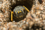 Mellinus arvensis (f)