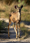 Lesser Kudu