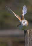 Barn Owl
