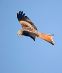 Red Kite