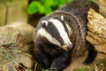 badger Meles meles-8202