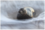 Seal and Surf