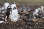Brown Skuas calling near Gentoo Penguin colony, Falklands