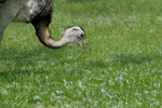 Ostrich