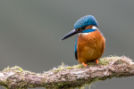 Kingfisher