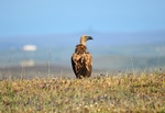 Griffon Vulture
