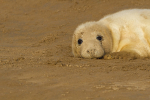 GREY SEAL PUP