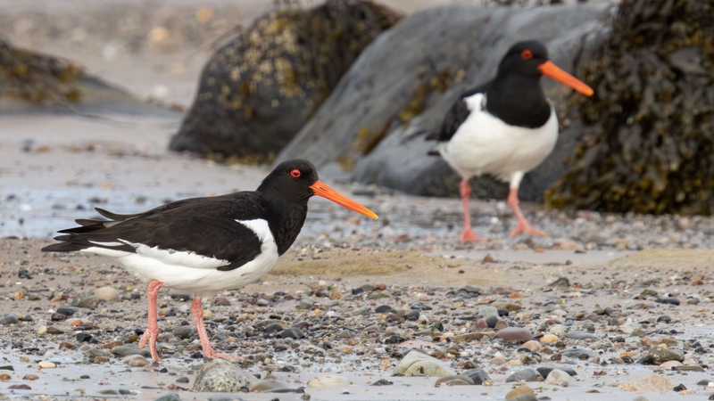Oystercatcher  - Kildonan - Isle of Arran - Scotland