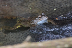 Common Frog amongst frogspawn at Otmoor