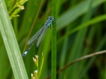 Azure Damselfly