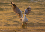 Gull Golden Dance 6