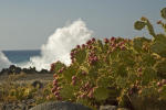 Cactii and waves.