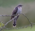 Female Cuckoo