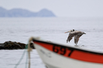 Peruvian Pelican passes fishing boat, Chile