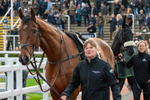 161125-Race 1-Bras DOr-1175