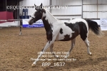 BPP_1637
