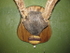 ANTLER MOUNT