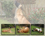 Dog's Tricks