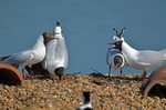 Black-headed Gulls