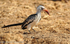 Red- billed  Hornbill