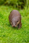 european otter lutra lutra-8156