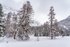 Trees and snow