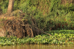 Female Jaguar watching for Caiman in river, Rio Sao Lourenco, Brazil