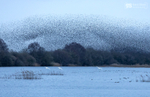 Starling Murmurations, Avalon Marshes_GS1118