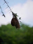 Another type of Weaver nest