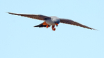 Red Footed Falcon