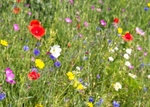 Wild flowers, D7C_8467 - Version 2