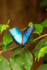 Blue morpho Butterfly Morpho peleides butterfly-5419