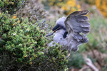 Black-crowned Night-Heron lands on bush, Carcass island, Falklands