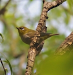 Chesnut Flanked White eye