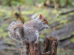 Grey Squirrel