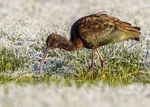Glossy Ibis 2