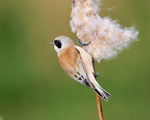 Male Penduline Tit