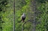 White-tailed Eagle